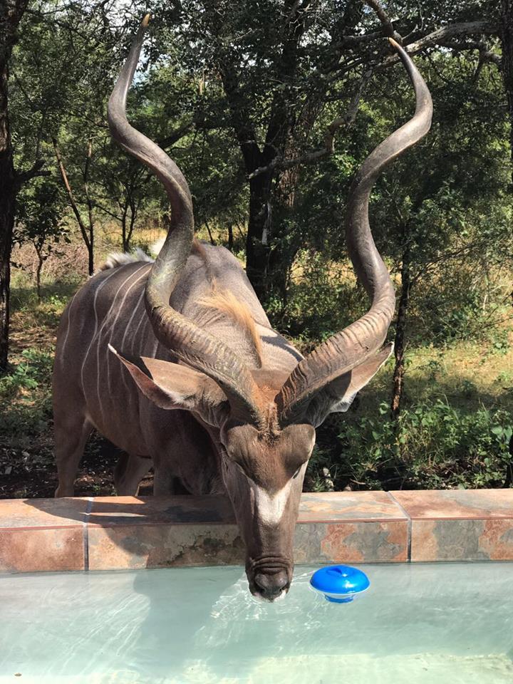 fasonela-marloth-park_f4.jpg