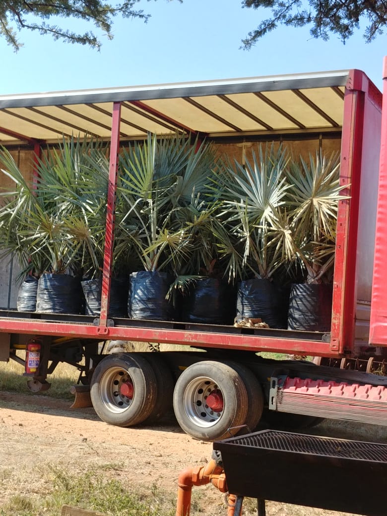 Palm Tree World Specials Palm tree world Pretoria, palm trees